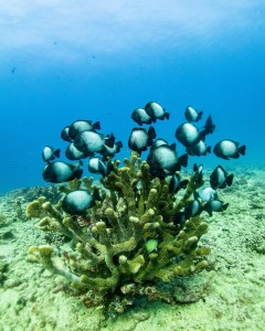 underwater view of a coral