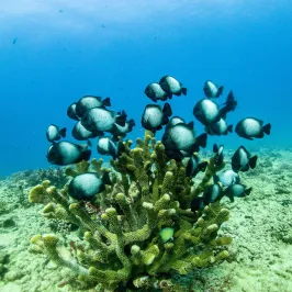 underwater view of a coral