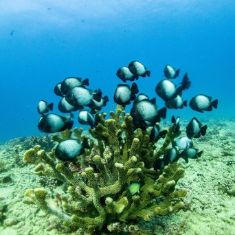 underwater view of a coral