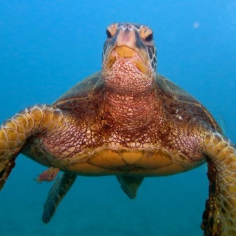 a turtle swimming under water