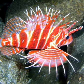a fish swimming under water