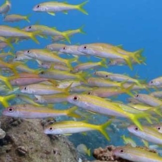 a group of fish in the water