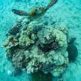 a turtle swimming under water