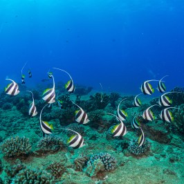 A vibrant school of striped Banner fish congregating near a coral reef in Kauai, Hawaii, captured during a Fathom Five diving expedition.
