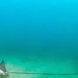 Winged eagle ray swimming along the ocean floor.