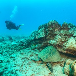 A 20-megapixel image showing one diver on a coral reef with a turtle wearing a scuba mask. The image, captured in panoramic scale, is colored with light brown and turquoise tones, and features two more turtles - one sleeping under the coral and another in the far background.