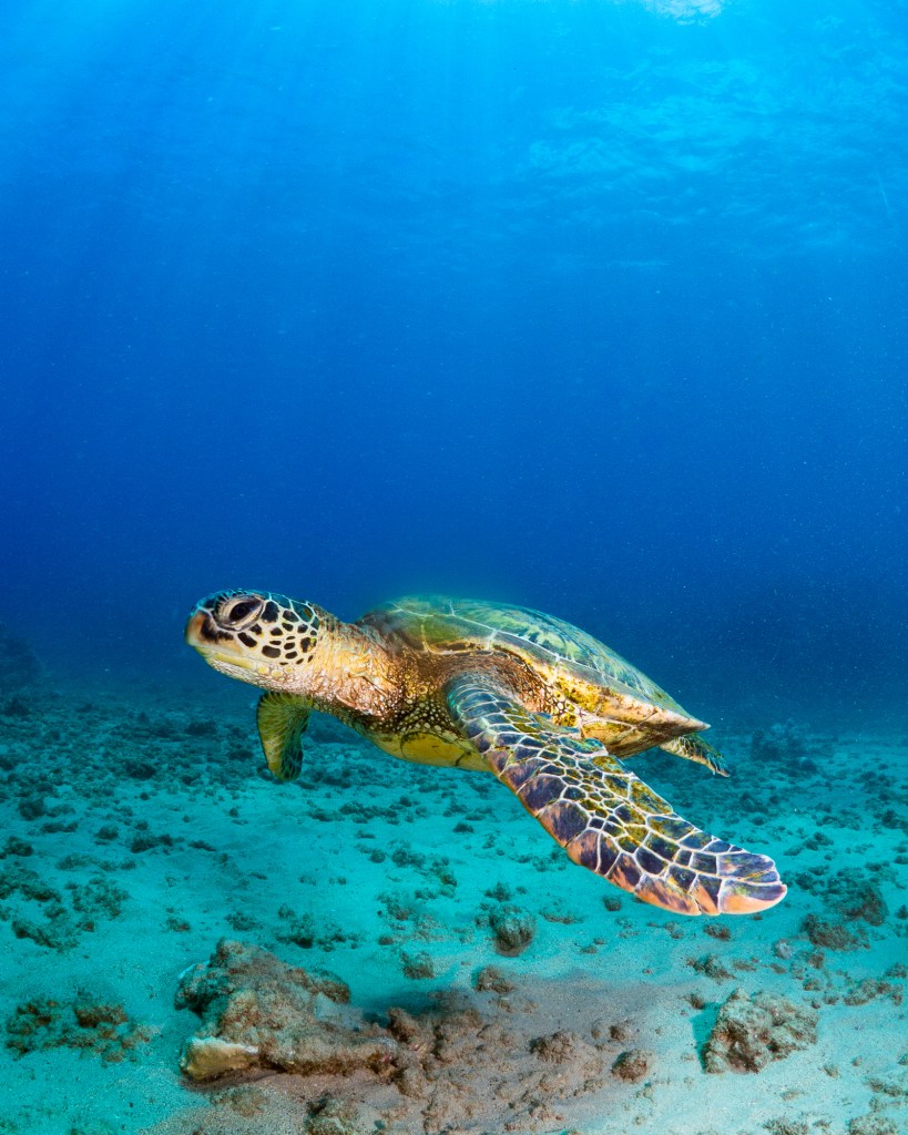 A green sea turtle, known for its long leg and short spine, captured in high definition 32k UHD, in the style of Caras Ionut, set against a background of dark orange and sky-blue.