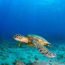 A green sea turtle, known for its long leg and short spine, captured in high definition 32k UHD, in the style of Caras Ionut, set against a background of dark orange and sky-blue.