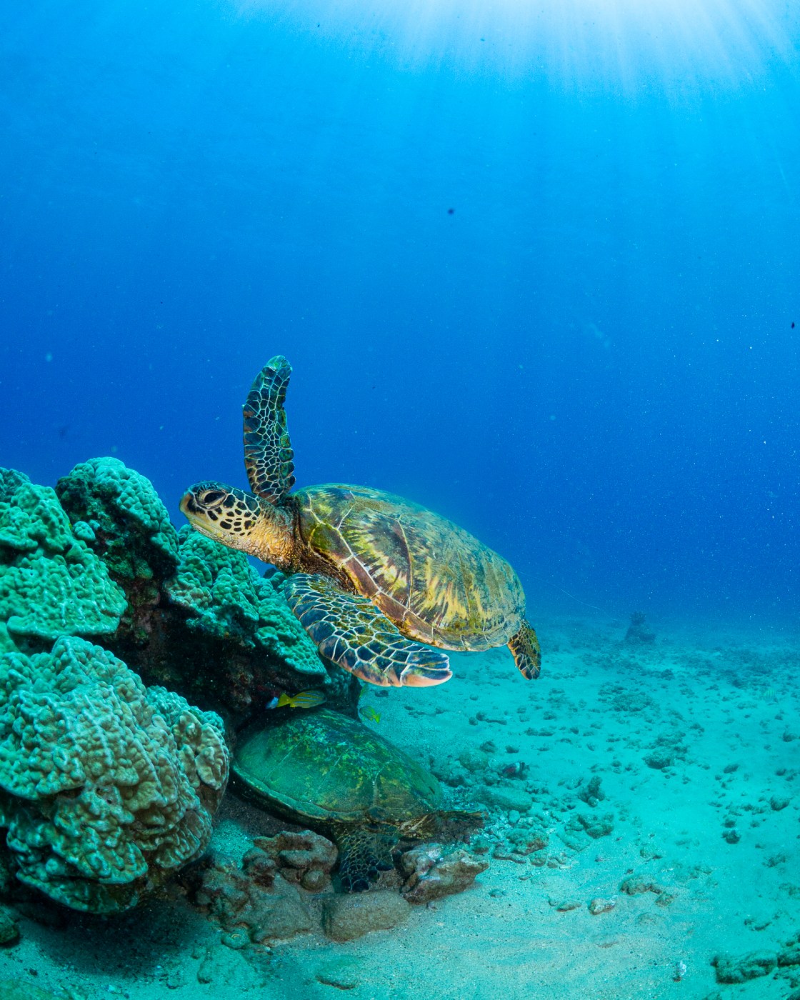 Fathom Five Divers photo 2