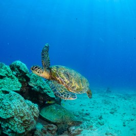 Green sea turtle swimming over coral reef.