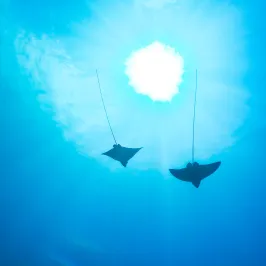 Two rays swimming in blue underwater