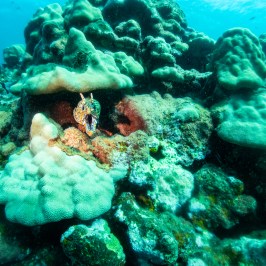 Huge corals on a reef, captured in the style of Nikon D850, exhibiting nature-inspired camouflage. Hawaiian dragon moray eel