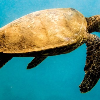 a turtle swimming under water