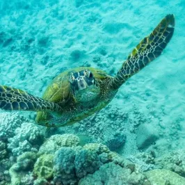 a turtle swimming under water