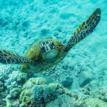 a turtle swimming under water
