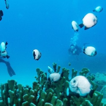 a group of people swimming in the water