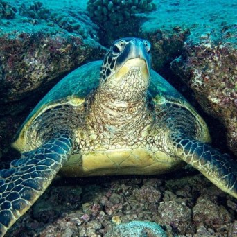 A serene sea turtle gracefully navigating the geological wonders of Kauai's underwater world, captured during a dive with Fathom Five Divers.