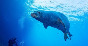 A playful sea lion swimming in the foreground with a scuba diver watching in the background in the azure waters of Kauai, Hawaii, captured while on a dive with Fathom Five Divers