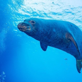 A playful sea lion swimming in the foreground with a scuba diver watching in the background in the azure waters of Kauai, Hawaii, captured while on a dive with Fathom Five Divers