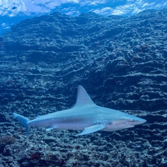 A shark is seen swimming in front of a limestone reef in Kauai, Hawaii, captured with Fathom Five Divers