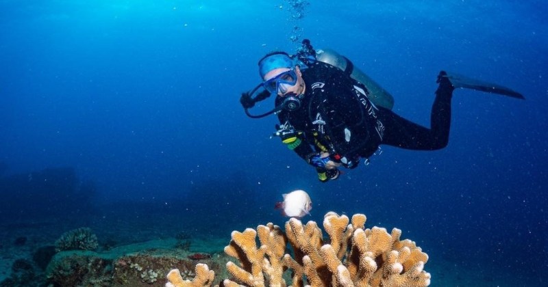Scuba diver exploring a large coral formation in the serene, sky-blue waters of Kauai, Hawaii, captured during an adventure with Fathom Five Divers