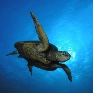 an animal swimming in the water