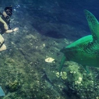 Scuba diver sharing a candid moment with two sea turtles in Kauai, Hawaii, captured during a diving tour with Fathom Five Divers