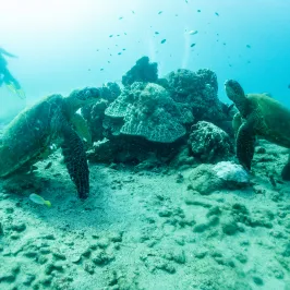 Two sea turtles nestled in a coral reef in Kauai, Hawaii