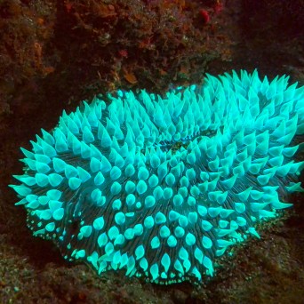 A luminescent green sea anemone suspended in the clear blue waters of Kauai, Hawaii, as seen during a Fathom Five Divers expedition