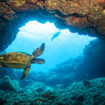 A sea turtle gracefully navigating through an underwater cave, as captured by Fathom Five Divers in Kauai, Hawaii