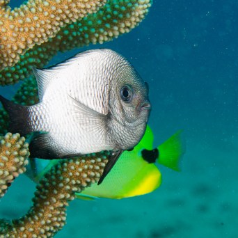 A bulbous Domino Damsel fish, in white and green hues, swimming close to a coral bed, captured by Fathom Five Divers in Kauai, Hawaii.