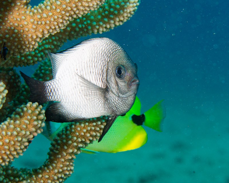 A bulbous Domino Damsel fish, in white and green hues, swimming close to a coral bed, captured by Fathom Five Divers in Kauai, Hawaii.