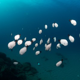 A stunning image of two Domino Damsel fish diving deep in the sea, created in the style of monochromatic white figures and Vray tracing, with a color scheme of light pink and black.