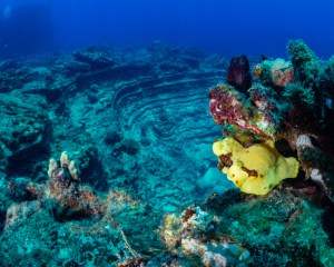 Archaeological site nestled amidst vivid coral reefs, adorned with a single yellow flower, captured by Fathom Five Divers in Niihau, Kauai, Hawaii.