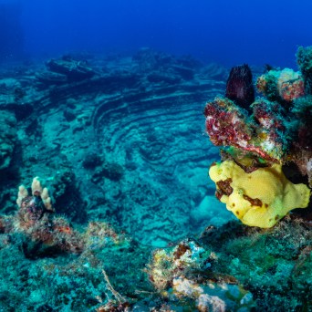 Archaeological site nestled amidst vivid coral reefs, adorned with a single yellow flower, captured by Fathom Five Divers in Niihau, Kauai, Hawaii.
