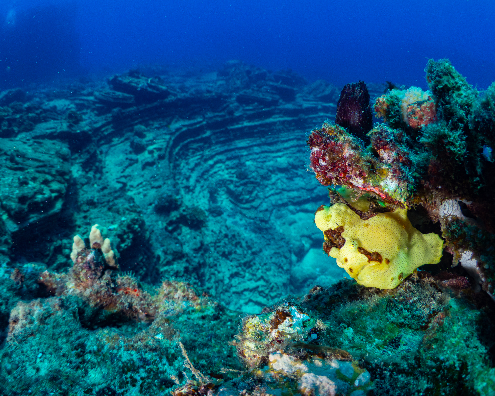 A Tale of Times Past: Archaeological Site in Niihau, Kauai with Fathom Five Divers” Archaeological site nestled amidst vivid coral reefs, adorned with a single yellow flower, captured by Fathom Five Divers in Niihau, Kauai, Hawaii.