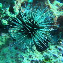 A sea urchin floating in the serene Hawaiian waters off the coast of Niihau, Kauai.