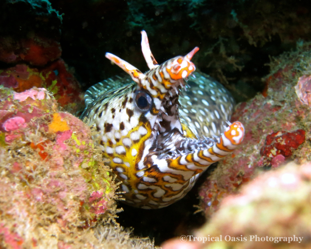 Beach house -“Otherworldly Encounter: Dragon Moray Eel in Kauai Waters” Bold and vibrant image of a dragon moray eel, also known as a spotted sea eel, nestled in coral in the waters of Kauai, Hawaii, captured in the style of DSLR photography.