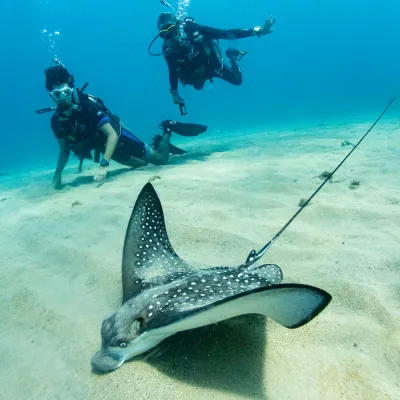 a group of fish in the water