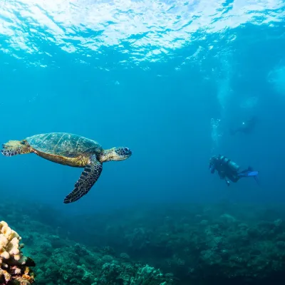 divers from fathom five swim past a green sea turtle