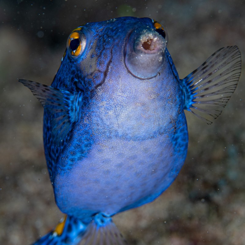 Boxfish in Hawaiian waters at Koloa Landing - Photo by Reilly Fallon