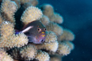 Hawkfish at Koloa Landing - Photo by Reilly Fallon
