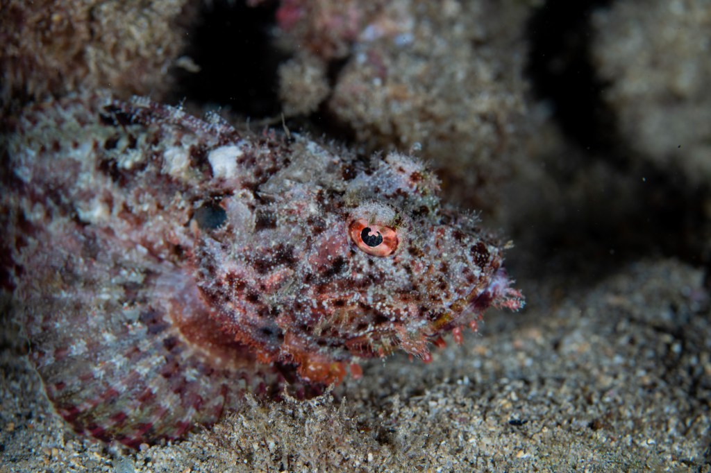 Scorpion fish at night at Koloa Landing