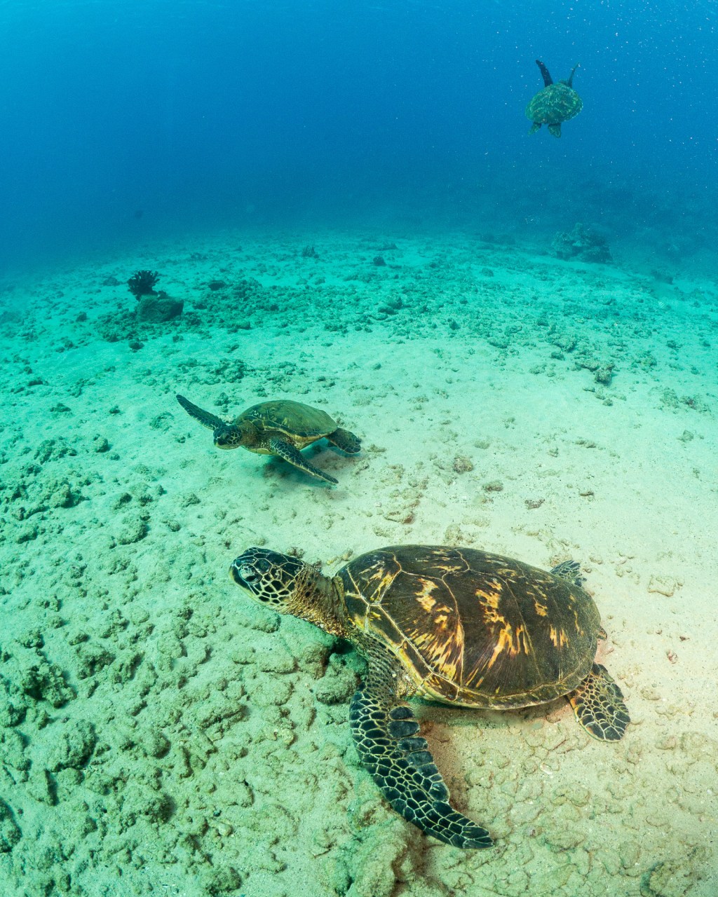 a turtle swimming under water