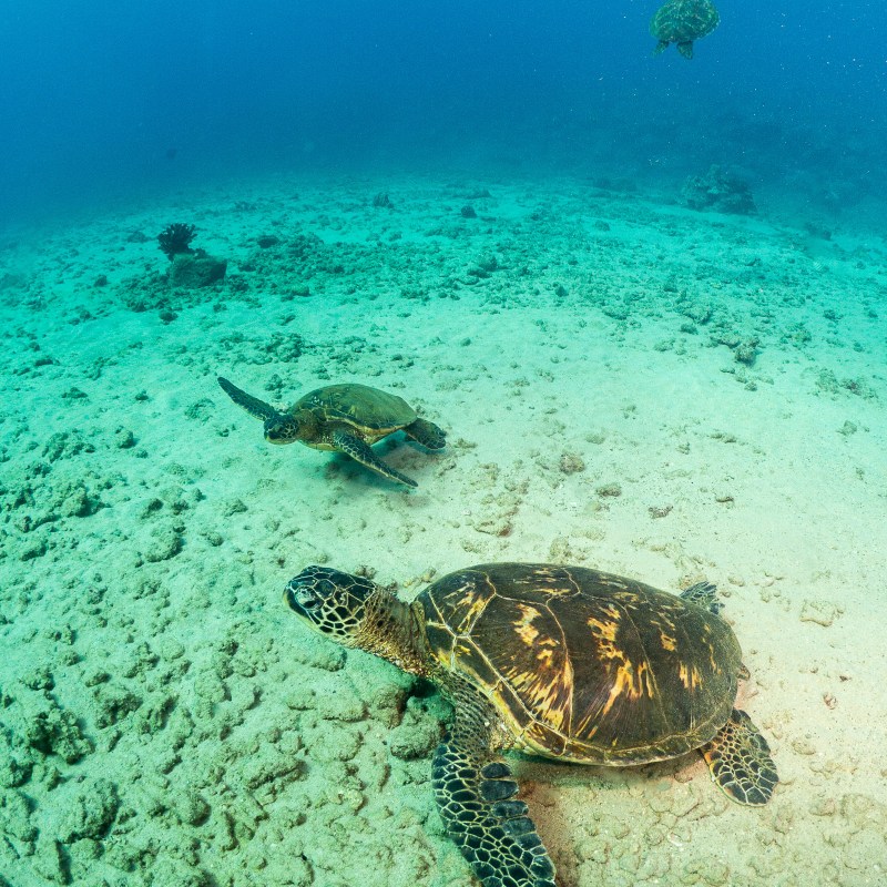a turtle swimming under water