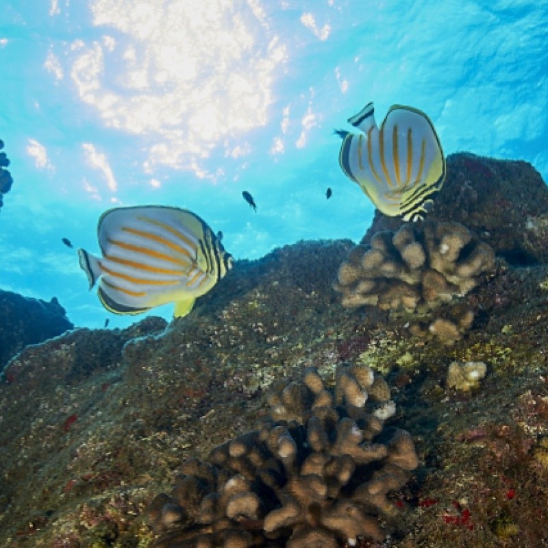 a bird sitting on a rock