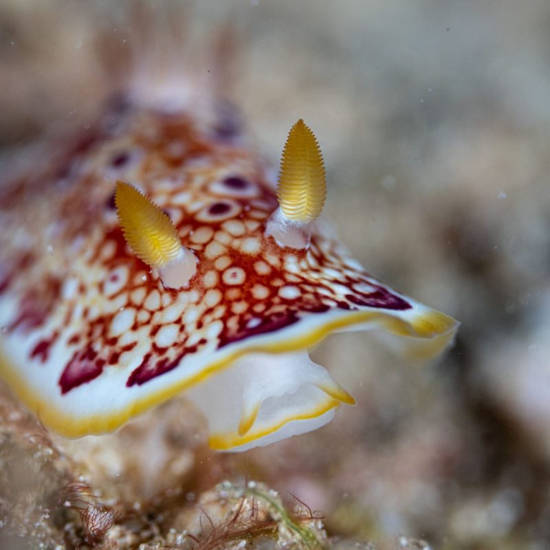 a close up of a fish