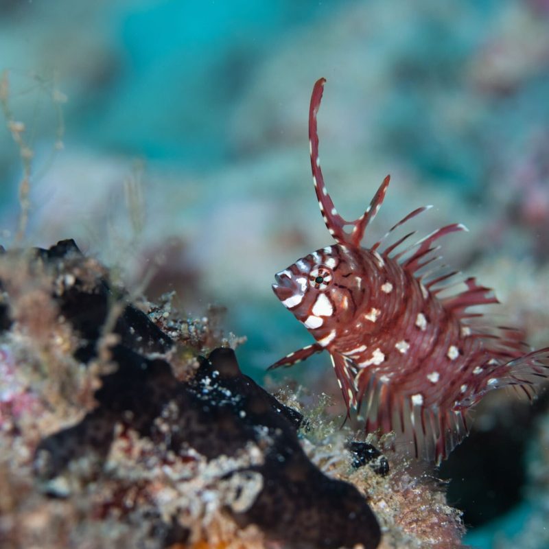 a close up of a fish