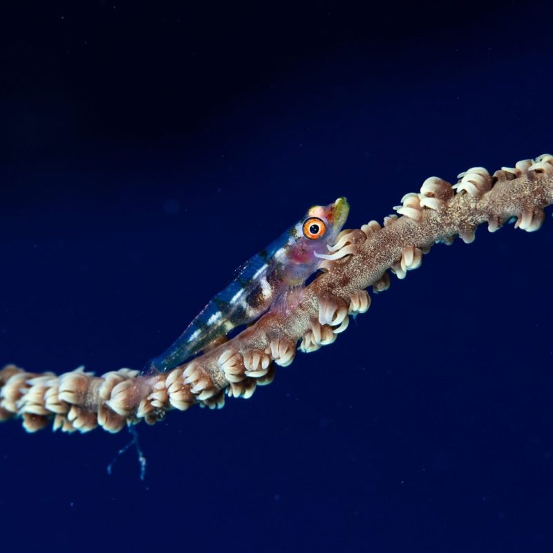 a close up of a fish