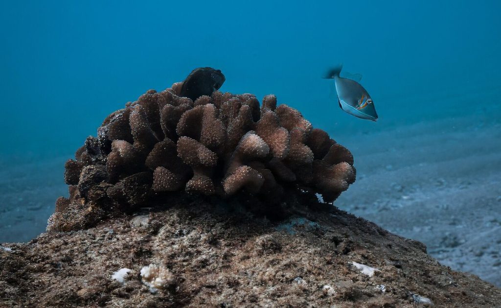 Koloa Landing coral rising with freckled hawkfish and boomerang fish